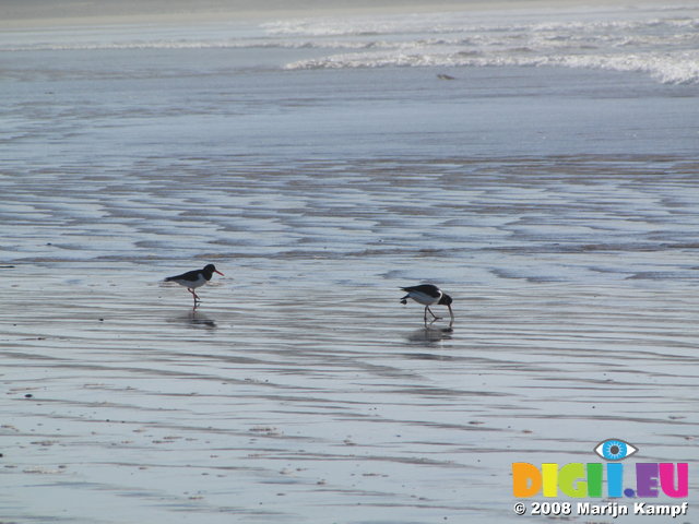 SX01554 Two Oystercatchers on Tramore beach [Haematopus Ostralegus]